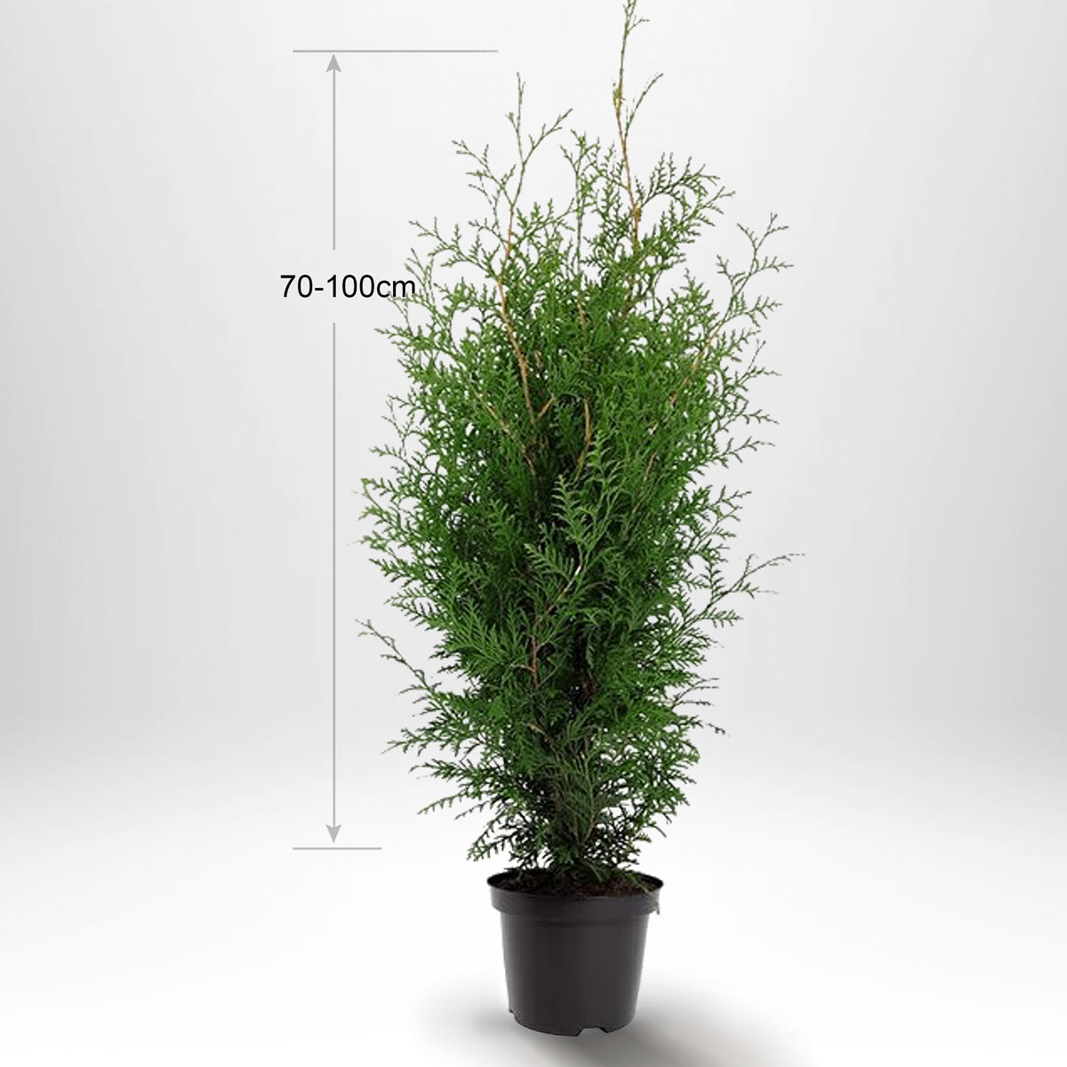 Thuja Occ Brabant 70-100 cm, Krukodlad Co 2-5, Kvalité: Standard
